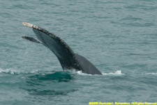 humpback flukes